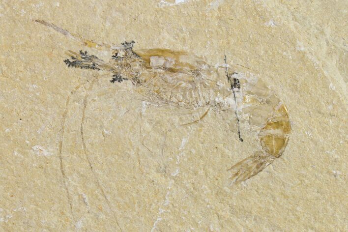 Cretaceous Fossil Shrimp - Lebanon #154562